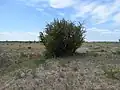 Berberis integerrima • زرشک زرافشانی