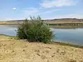 Berberis integerrima • زرشک زرافشانی