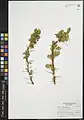 Berberis integerrima • زرشک زرافشانی