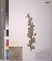 Berberis integerrima • زرشک زرافشانی