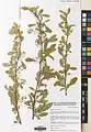 Berberis integerrima • زرشک زرافشانی
