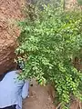 Berberis integerrima • زرشک زرافشانی