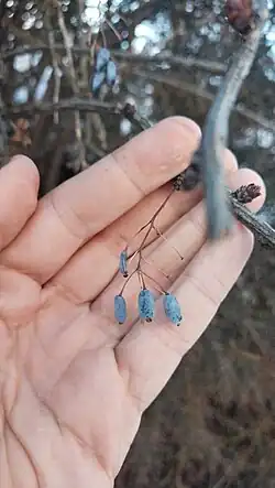 Berberis integerrima • زرشک زرافشانی