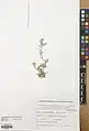 Alyssum iranicum • قدومه ایرانی
