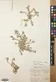 Alyssum iranicum • قدومه ایرانی