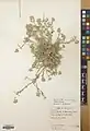 Alyssum iranicum • قدومه ایرانی