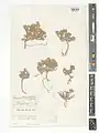 Alyssum iranicum • قدومه ایرانی