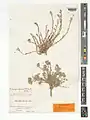 Alyssum iranicum • قدومه ایرانی