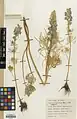 Delphinium dasystachyum • زبانپسقفای کرکی