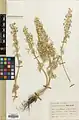 Delphinium dasystachyum • زبانپسقفای کرکی