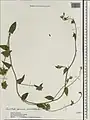 Convolvulus glomeratus • پیچک انبوه