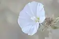 Convolvulus glomeratus • پیچک انبوه