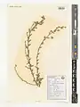 Convolvulus glomeratus • پیچک انبوه