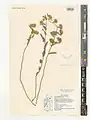 Convolvulus glomeratus • پیچک انبوه