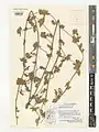 Convolvulus glomeratus • پیچک انبوه