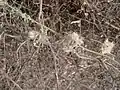 Convolvulus glomeratus • پیچک انبوه