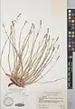 Dianthus liboschitzianus • میخک آذری