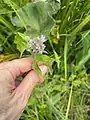 Mentha longifolia • پونه جنگلی