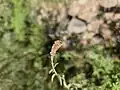 Mentha longifolia • پونه جنگلی