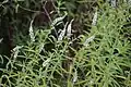 Mentha longifolia • پونه جنگلی