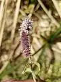 Mentha longifolia • پونه جنگلی