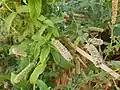 Mentha longifolia • پونه جنگلی