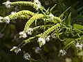 Mentha longifolia • پونه جنگلی