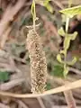 Mentha longifolia • پونه جنگلی