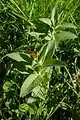 Mentha longifolia • پونه جنگلی