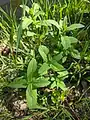 Mentha longifolia • پونه جنگلی