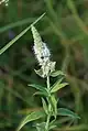 Mentha longifolia • پونه جنگلی