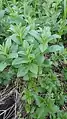Mentha longifolia • پونه جنگلی