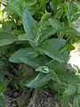 Mentha longifolia • پونه جنگلی