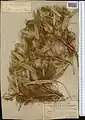 Cuscuta brevistyla • سس حبشی