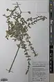 Lonicera hypoleuca • پلاخور بویراحمدی