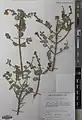 Lonicera hypoleuca • پلاخور بویراحمدی