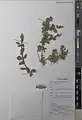 Lonicera hypoleuca • پلاخور بویراحمدی