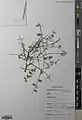 Lonicera hypoleuca • پلاخور بویراحمدی