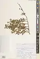 Lonicera hypoleuca • پلاخور بویراحمدی