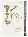 Lonicera hypoleuca • پلاخور بویراحمدی