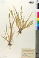 Setaria glauca • ارزنی