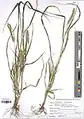 Setaria glauca • ارزنی