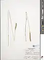Setaria glauca • ارزنی
