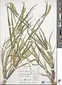 Setaria glauca • ارزنی