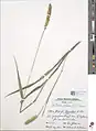 Setaria glauca • ارزنی