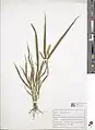 Setaria glauca • ارزنی