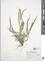 Setaria glauca • ارزنی