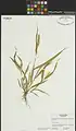 Setaria glauca • ارزنی