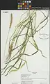 Setaria glauca • ارزنی