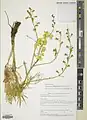 Delphinium semibarbatum • زبانپسقفای زرد
